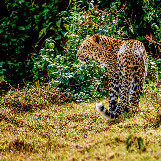 Leopard at Aberdare National Park