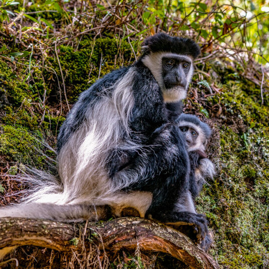 Colobus monkeys at Aberdare National Park