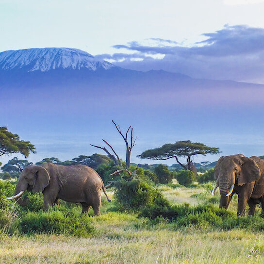 Elephants in front of Mt. Kilimanjaro in Amboseli National Park
