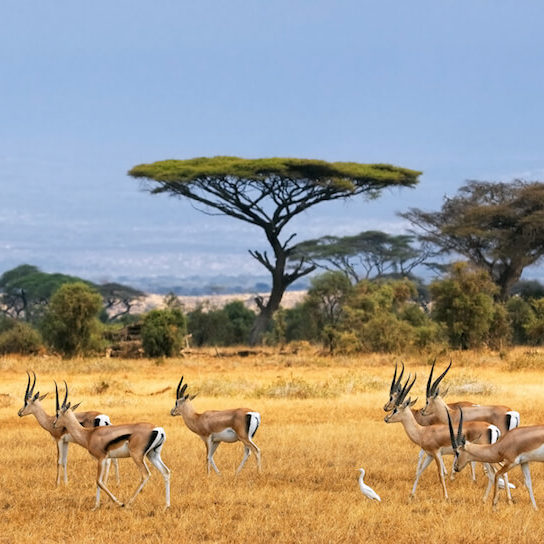 Gazelle in Amboseli National Park