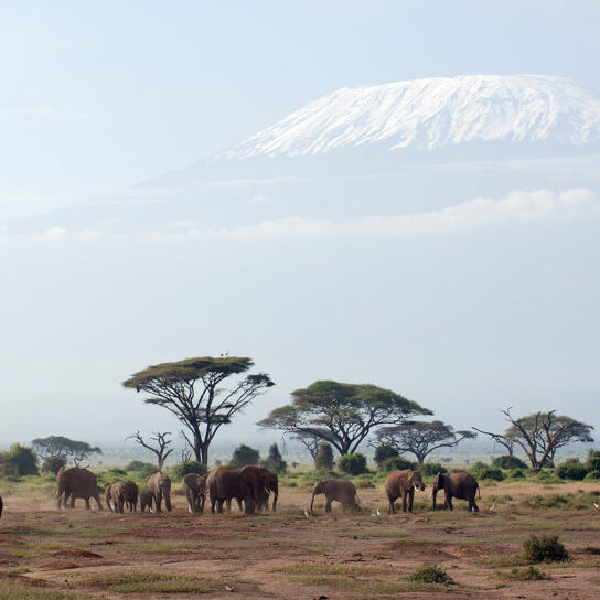 Elephants in front of Mt. Kilimanjaro at Amboseli National Park