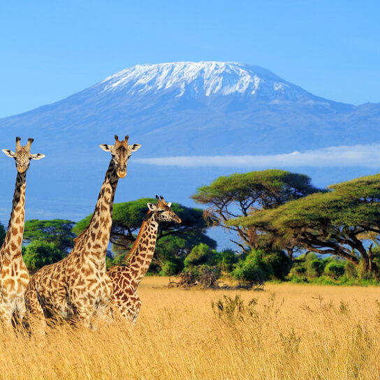 Giraffe in front of Mt. Kilimanjaro in Amboseli National Park