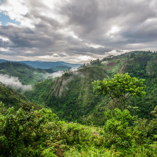 Scenic view in Bwindi Impenetrable National Park