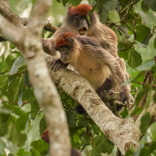Monkeys in Bwindi Impenetrable National Park