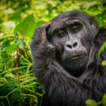 Mountain Gorilla in Bwindi Impenetrable National Park