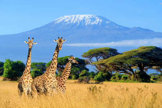 Giraffe in front of Mt. Kilimanjaro in Amboseli National Park