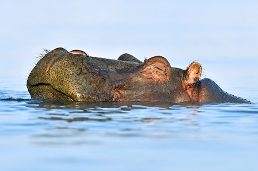 A hippo in the waters of Lake Naivasha