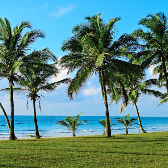 Palm trees along the Kenyan Coast