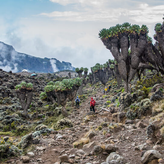 Hiking Mt. Kilimanjaro