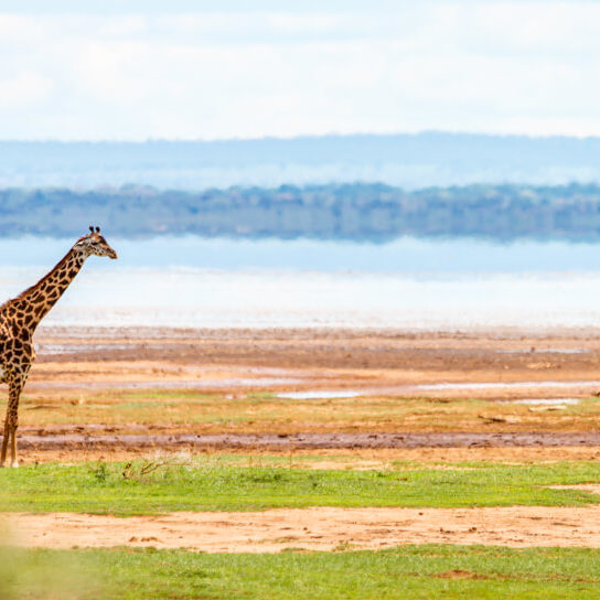 A giraffe at Lake Manyara National Park