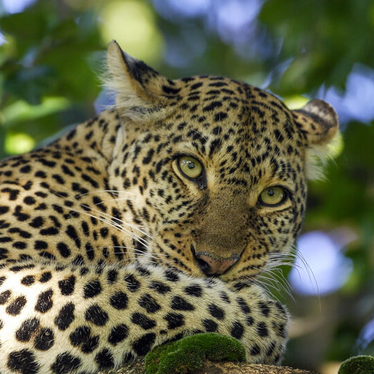 A leopard at Lake Manyara National Park