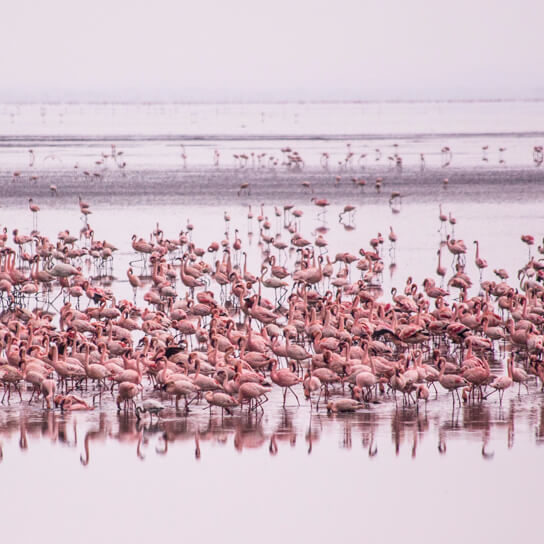 A flock of flamingoes at Lake Manyara National Park
