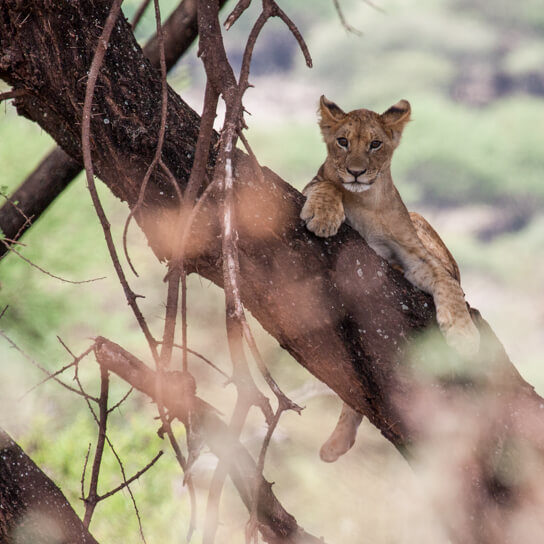 A lion cub in a tree at Lake Manyara National Park