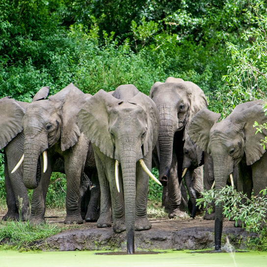 Elephants drinking at Lake Manyara National Park