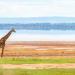 A giraffe at Lake Manyara National Park