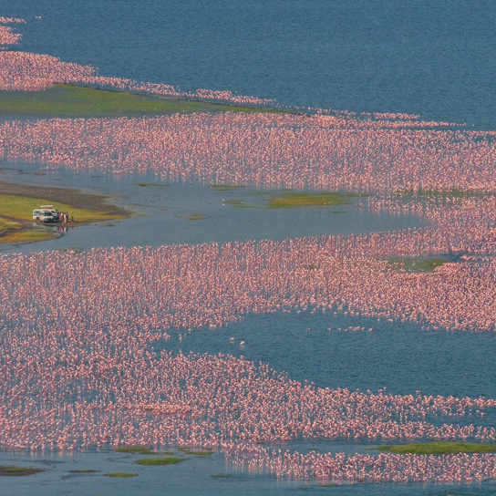 Flamingoes at Lake Nakuru National Park