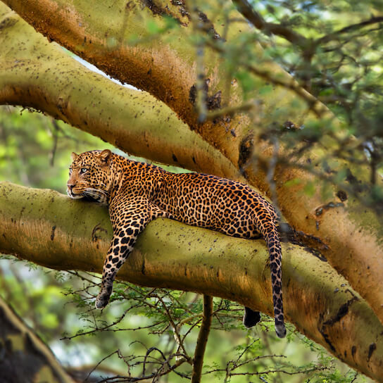 A leopard at Lake Nakuru National Park
