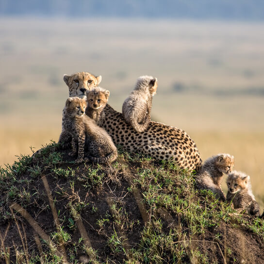 A cheetah and cubs at the Masai Mara Game Reserve