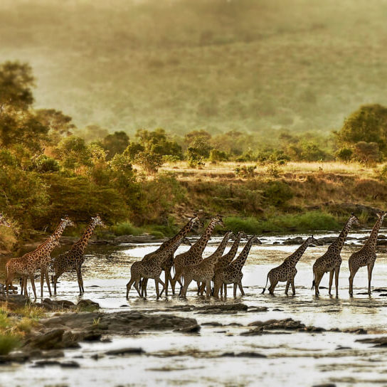 Giraffe crossing a river at the Masai Mara Game Reserve