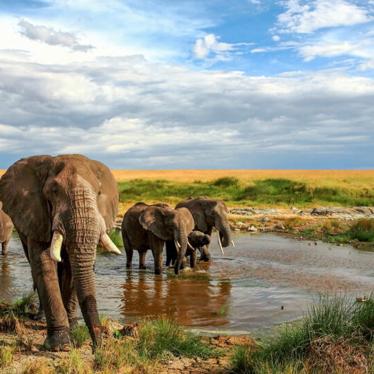 Elephants at a watering hole in the Masai Mara Game Reserve