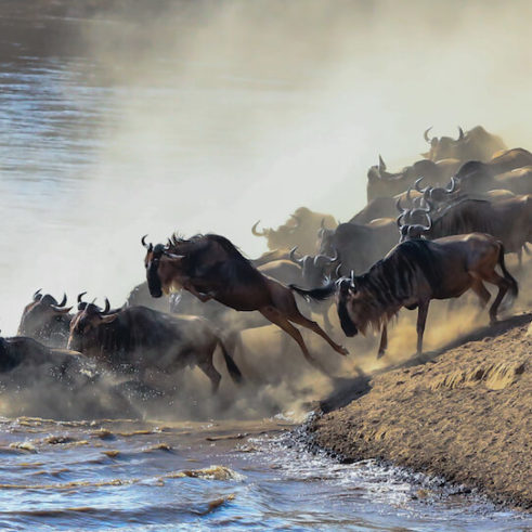 The Great Migration of wildebeest from the Serengeti to the Masai Mara