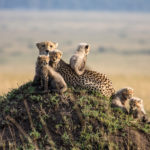 A cheetah and cubs at Masai Mara Game Reserve