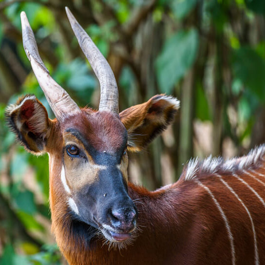 A Bongo antelope at Mt. Kenya National Park
