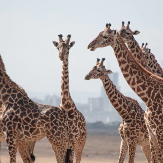 Giraffe in front of the Nairobi skyline at Nairobi National Park
