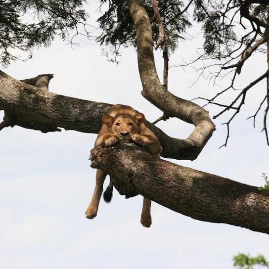 A lion in a tree at Nairobi National Park