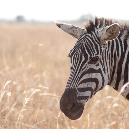 A zebra in Nairobi National Park