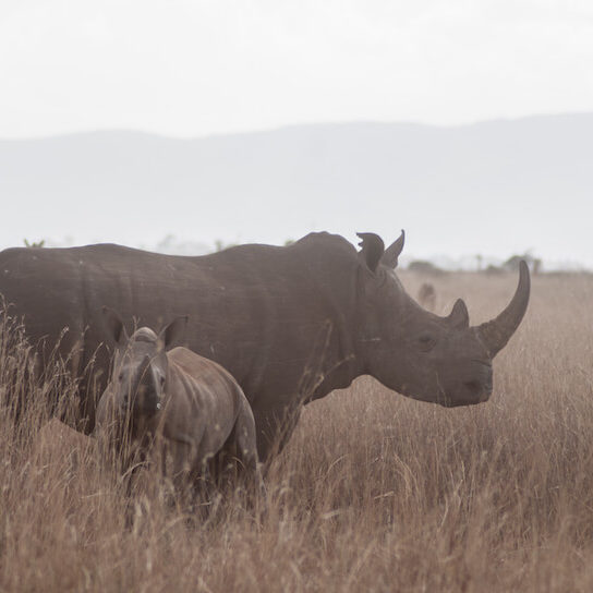 White rhino and calf in Nairobi National Park