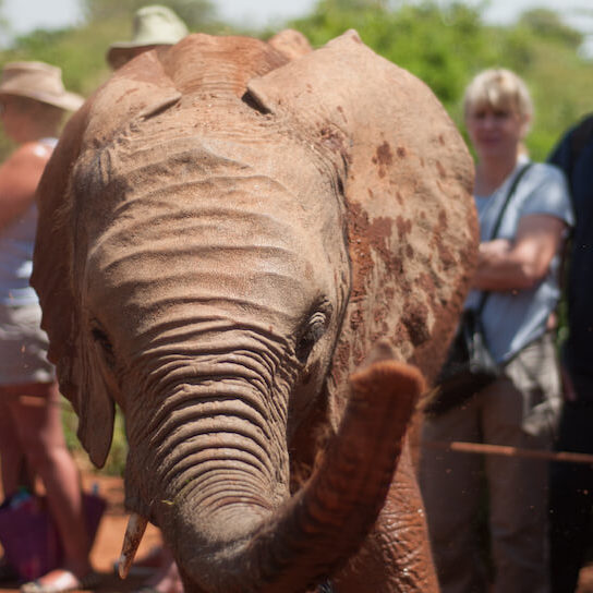 An orphaned elephant at the David Sheldrick Wildlife Trust Orphan's Project