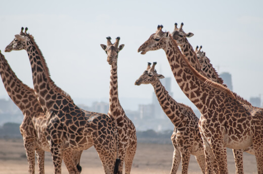 Giraffe in front of the Nairobi skyline at Nairobi National Park