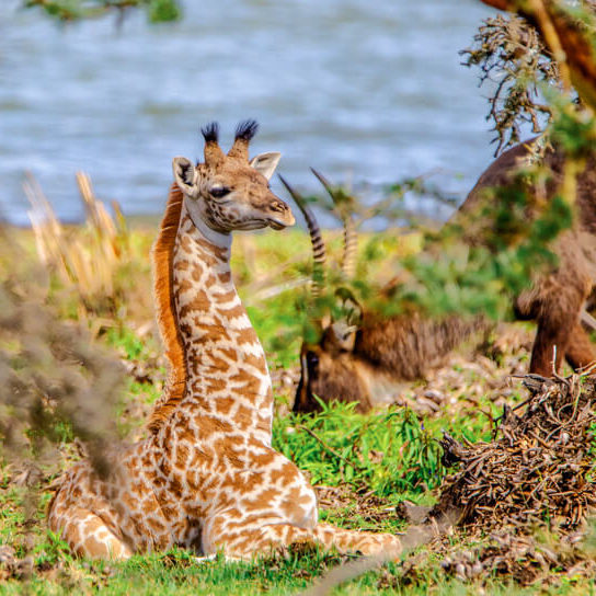 A young giraffe on Lake Naivasha's Crescent Island