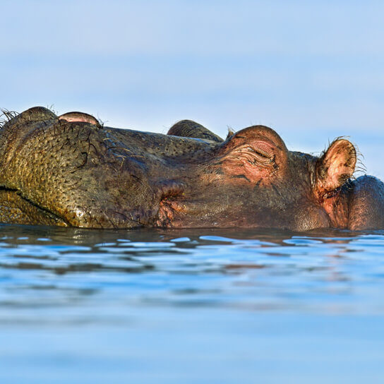 A hippo in the waters of Lake Naivasha