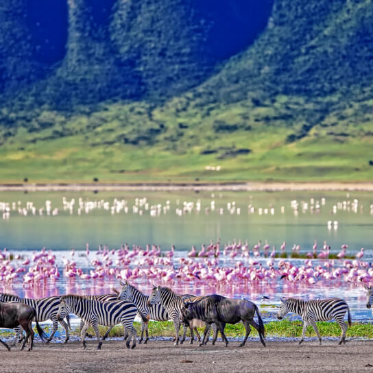 Wildebeest, zebra and flamingoes in the Ngorongoro Conservation Area