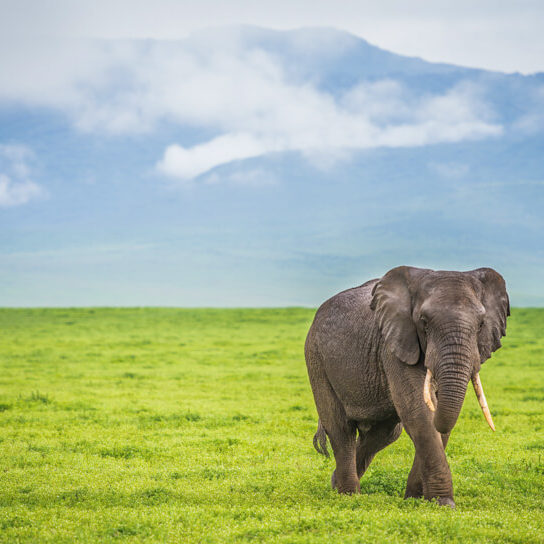 An elephant in the Ngorongoro Conservation Area