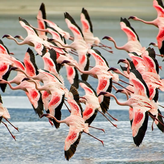 Flamingoes in flight in the Ngorongoro Conservation Area