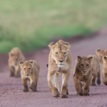 A large group of lionesses and cubs in the Ngorongoro Conservation Area
