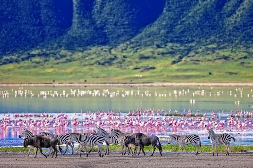 Wildebeest, zebra and flamingoes in the Ngorongoro Conservation Area