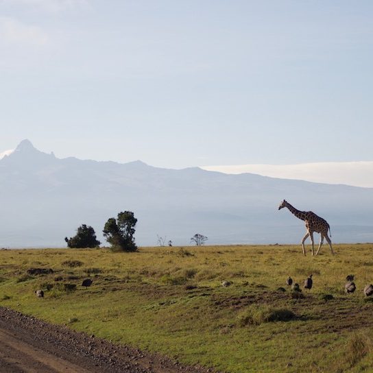 Giraffe in front of Mount Kenya at Ol Pejeta Conservancy