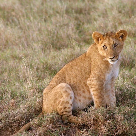 Lion cub at Ol Pejeta Conservancy