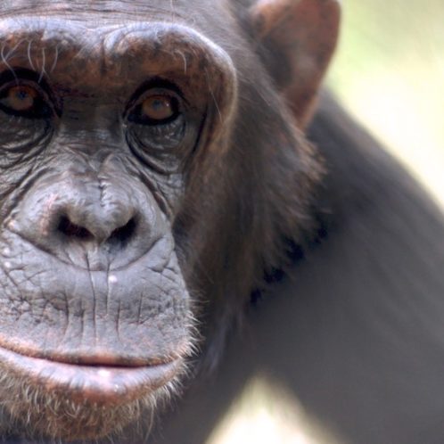 Chimpanzee at Ol Pejeta Conservancy