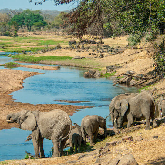 Elephants on the banks of the river in The Ruaha National Park