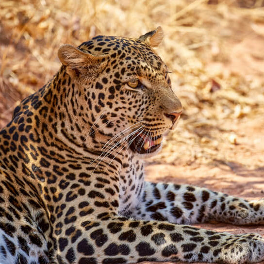 A leopard in The Ruaha National Park