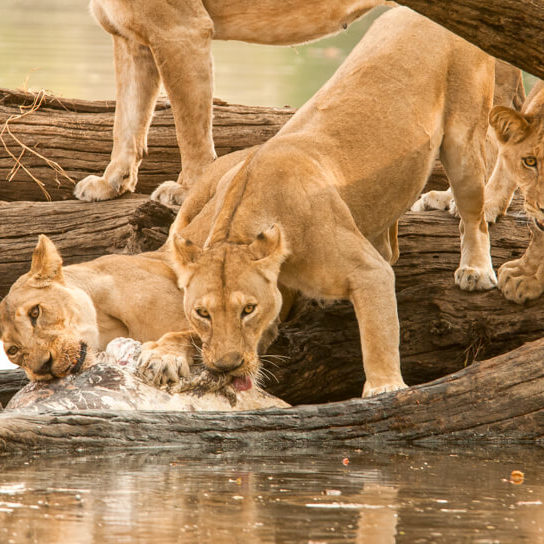 Lions in The Ruaha National Park