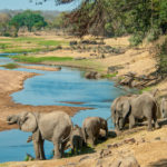 Elephants in The Ruaha National Park