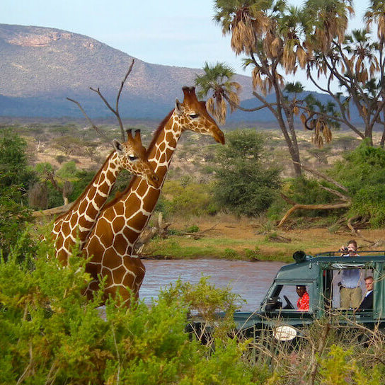 Game spotting giraffe from a safari vehicle in Samburu National Reserve