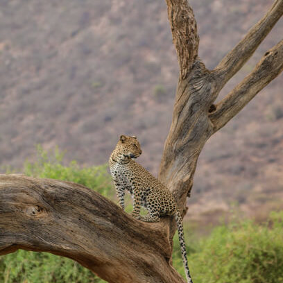 A leopard in a tree in Samburu National Reserve
