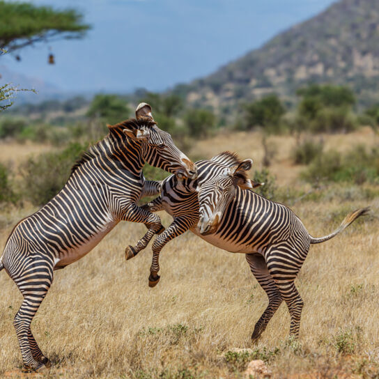 Grevy's zebra in Samburu National Reserve